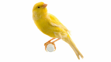 canary.contestimg./api/webimage/5aa25e5bbd