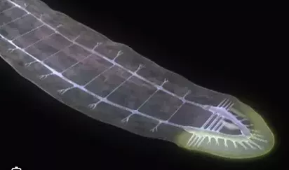 Image3 flatworm nervous system